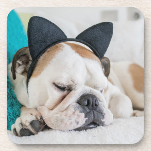 Getty Images   Sleepy Dog with Cat Headband Coaster