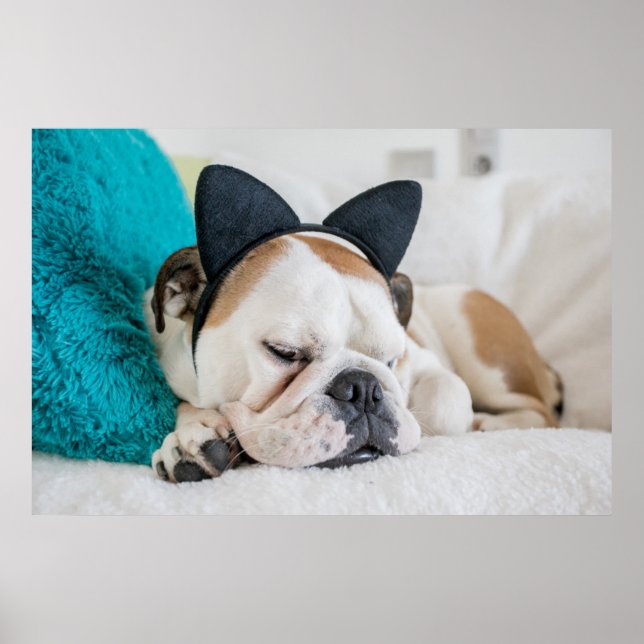 Getty Images | Sleepy Dog with Cat Headband Poster (Front)