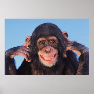 Getty Images   Smiling Chimpanzee Poster