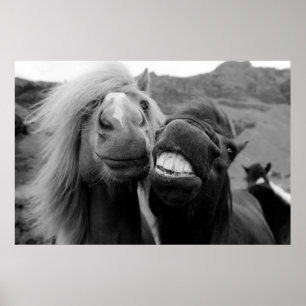 Getty Images Smiling Horses Poster