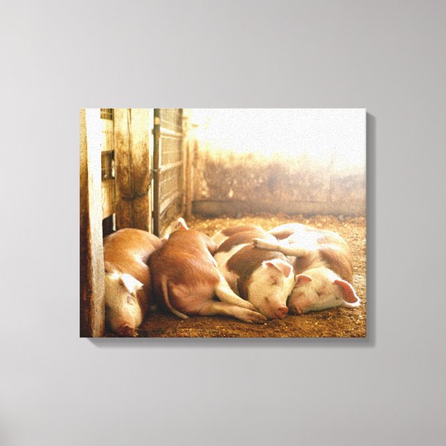 Getty Images | Snuggling Pigs Canvas Print (Front)