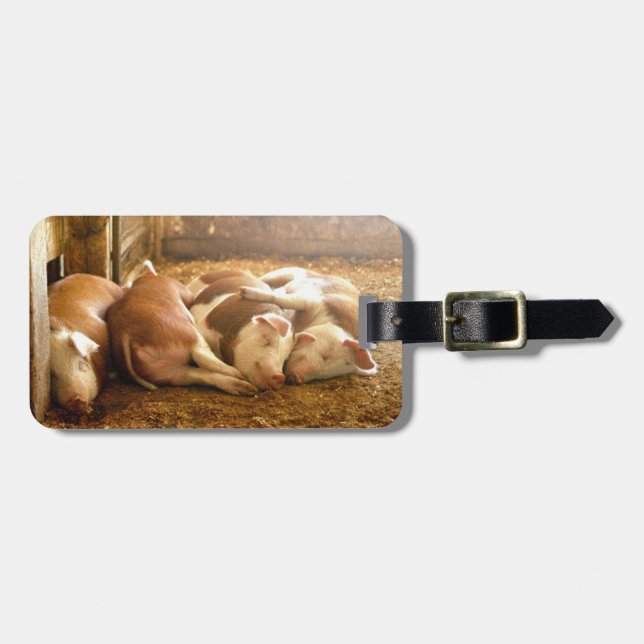 Getty Images | Snuggling Pigs Luggage Tag (Front Horizontal)