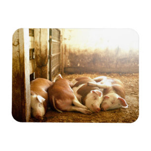 Getty Images Snuggling Pigs Magnet