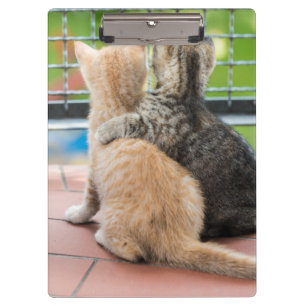 Getty Images   Two Kittens on a Balcony Clipboard