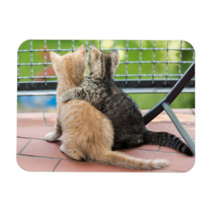 Getty Images   Two Kittens on a Balcony Magnet