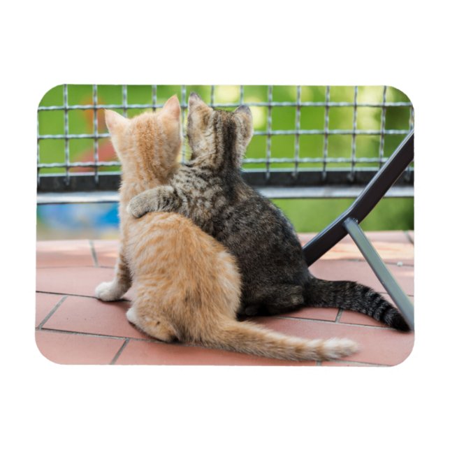 Getty Images | Two Kittens on a Balcony Magnet (Horizontal)