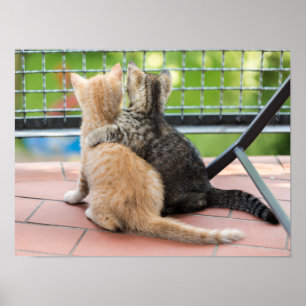 Getty Images Two Kittens on a Balcony Poster