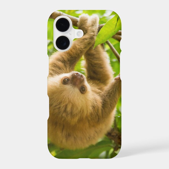 Getty Images | Upside Down Sloth (Back)