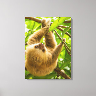 Getty Images   Upside Down Sloth Canvas Print