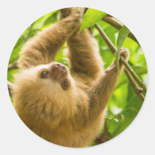 Getty Images   Upside Down Sloth Classic Round Sticker