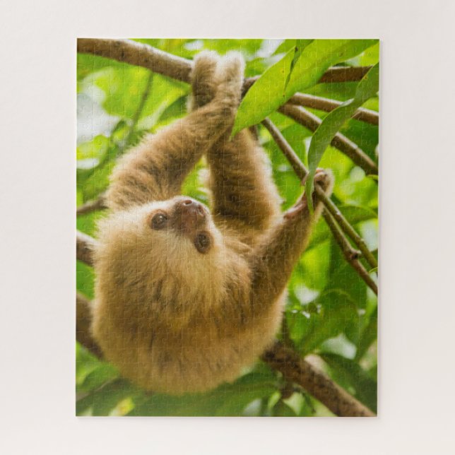 Getty Images | Upside Down Sloth Jigsaw Puzzle (Vertical)