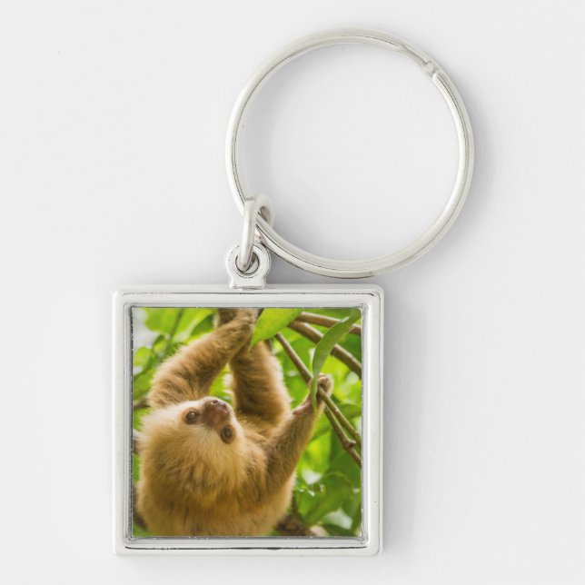 Getty Images | Upside Down Sloth Keychain (Front)