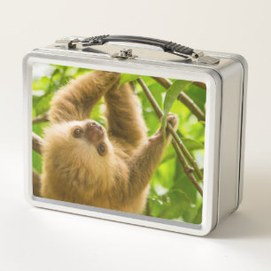 Getty Images   Upside Down Sloth Metal Lunch Box