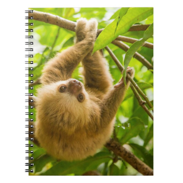 Getty Images | Upside Down Sloth Notebook (Front)