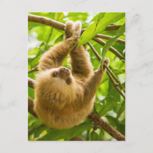 Getty Images | Upside Down Sloth Postcard (Front)