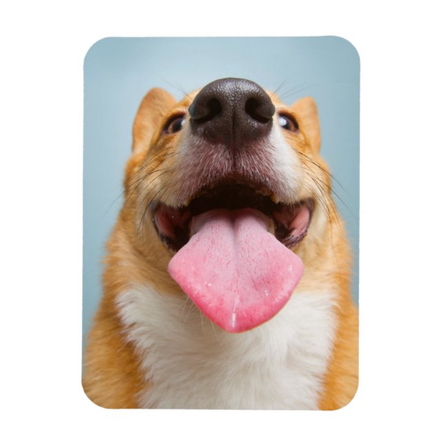 Getty Images | Very Happy Corgi Magnet (Vertical)
