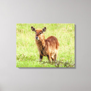 Getty Images Young Brown Antelope Waterbuck Canvas Print