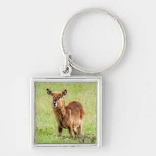 Getty Images   Young Brown Antelope Waterbuck Keychain
