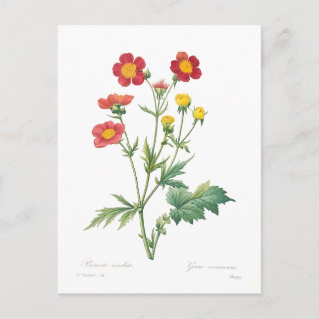 Geum coccineum postcard (Front)