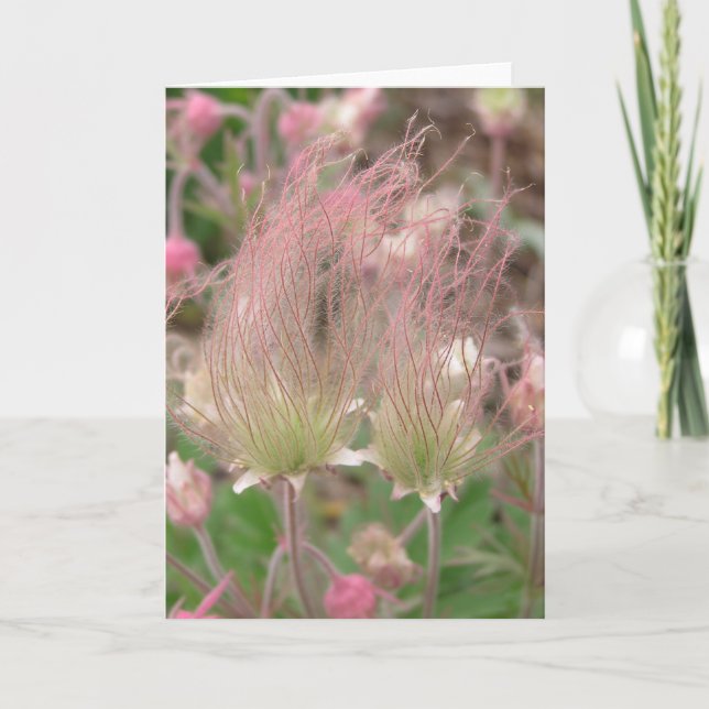 Geum triflorum card (Front)