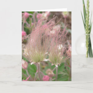 Geum triflorum card