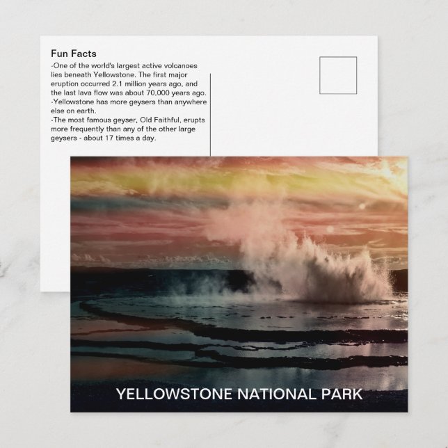 Geyser Fun Facts Yellowstone National Park Postcard (Front/Back)