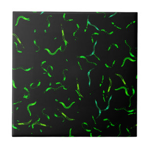 GFP worms Tile
