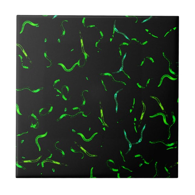 GFP worms Tile (Front)