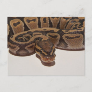 Ghost Ball Python Postcard