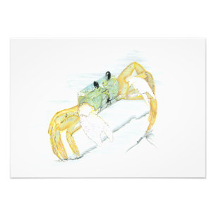 Ghost Crab Photo Print