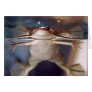 Ghost of Many Legs card