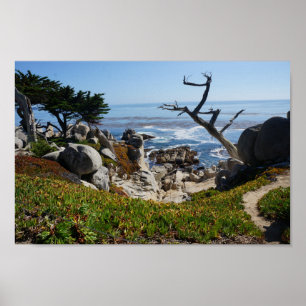 Ghost Tree – Scenic 17 Mile Drive #2 Poster