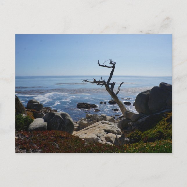 Ghost Tree - Scenic 17 Mile Drive Postcard (Front)