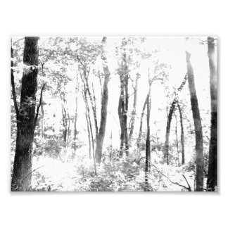 Ghostly Forest Photo Print