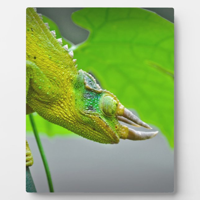 Giant 3 Horned Chameleon Plaque (Front)