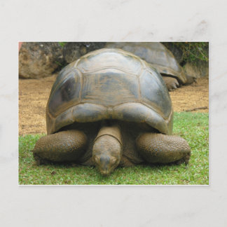 Giant African Tortoise Postcard