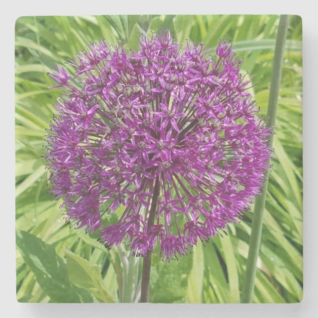 Giant Allium Flower Coaster (Front)
