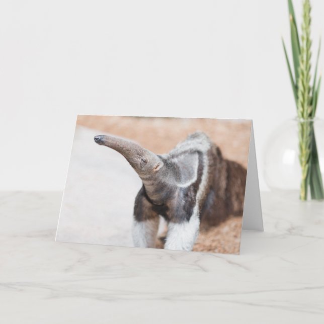 Giant Anteater Card (Front)