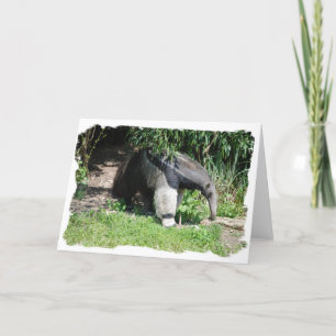 Giant Anteater  Greeting Card