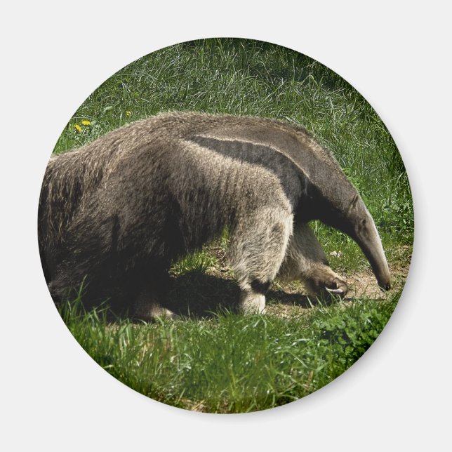 Giant Anteater Magnet (Front)