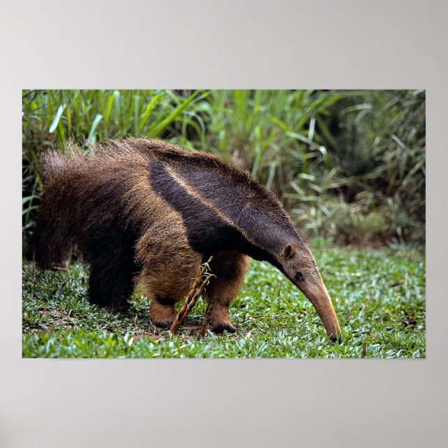 Giant anteater (Myrmecophaga tridactyla) Poster (Front)