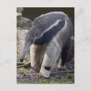 Giant Anteater Postcard