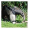 Giant Anteater Poster
