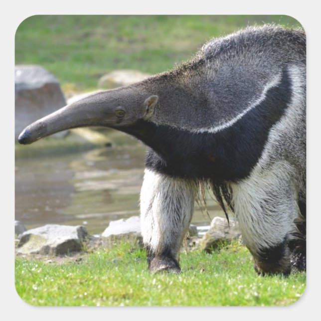 Giant Anteater walking on grass Square Sticker (Front)