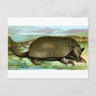 Giant Armadillo Postcard