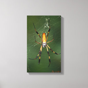 Giant Banana Spider canvas
