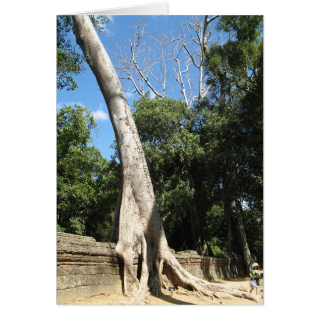 Giant Banyan Tree ... Ta Prohm Temple, Cambodia (Front)