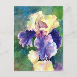 Giant Bearded Iris Postcard