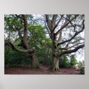 Giant Beech Trees Poster