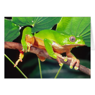 Giant Bicolor Monkey Treefrog, Phyllomedusa